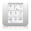 Chart - Strength Training Anatomy - Shoulders
